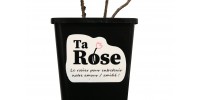 Ta Rose